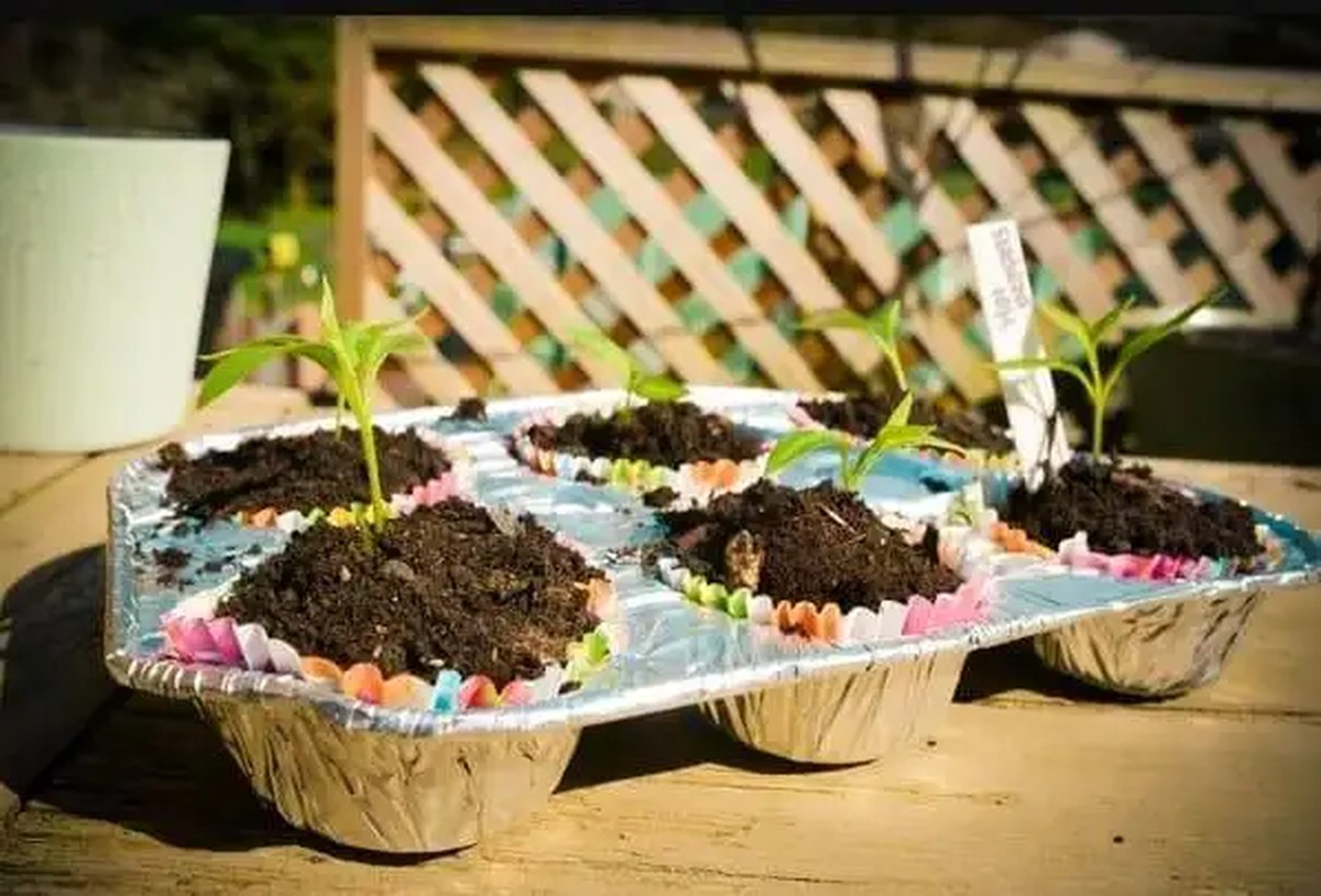 Papírová role jako mini skleník: jak zahradníci pěstují sazenice bez nákupu zařízení