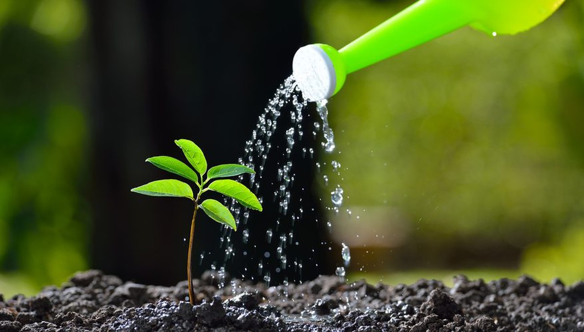 Papírová role pod květináč: jednoduché řešení proti zatékání - image 2