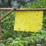 Papírová roztoč za květináči? Levná zbraň proti mouchlům v půdě