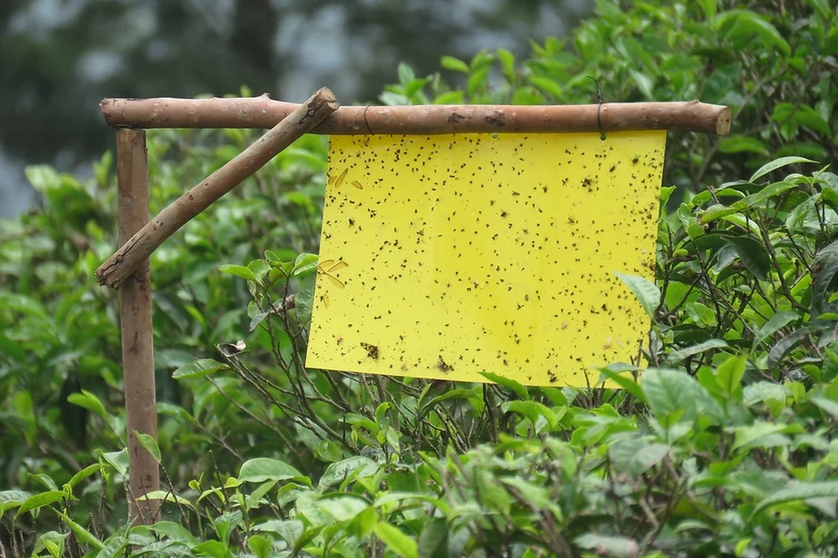 Papírová roztoč za květináči? Levná zbraň proti mouchlům v půdě