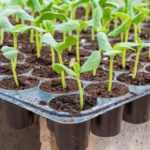 Papírová utěrka v zásuvce se sazenicemi: triková ušetří vám stovky korun na zálivce