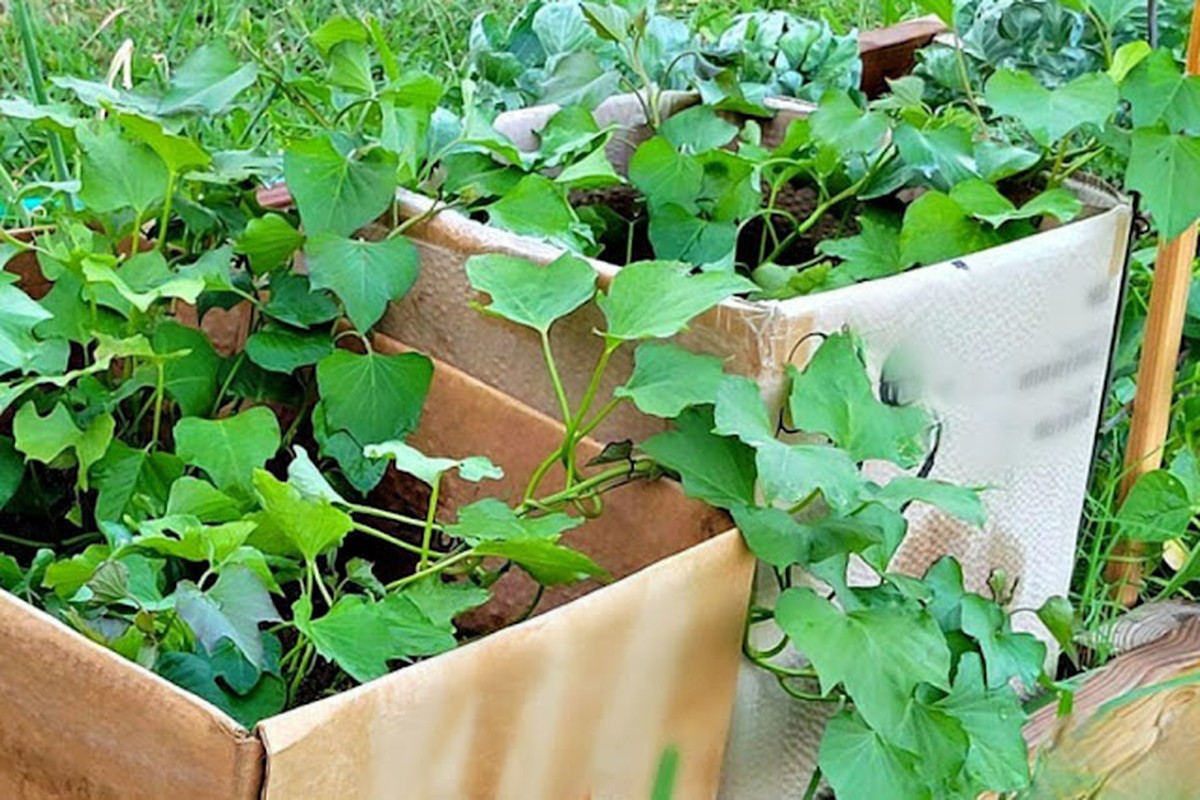 Papírové krabice pod zeleninou zastaví plíseň na 100 procent - image 2