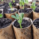 Papírové trubice od toaleťáku: nejlevnější nástroj pro pěstování z семян