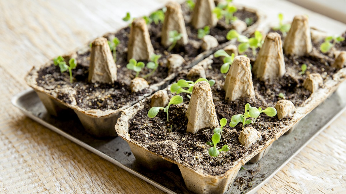 Papírové tuby od toaletního papíru jako ideální začátek pro semena - image 2