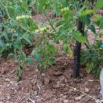 PET láhev se solí: záhradníkův klíč k dokonalým tomatům