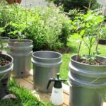 Plastová láhev se dnem ucpaným: jak zavlažovat rajčata bez půlky vaší práce