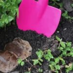 Použitá čajová sáčka rovnou do záhonu – co se stane po týdnu vás překvapí