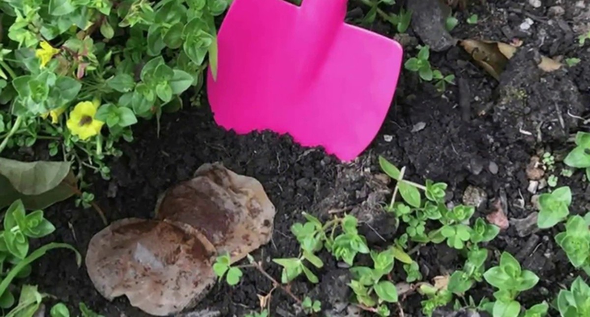 Použitá čajová sáčka rovnou do záhonu – co se stane po týdnu vás překvapí