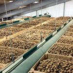 Proč agronomi vždy přidávají sodu při skladování brambor