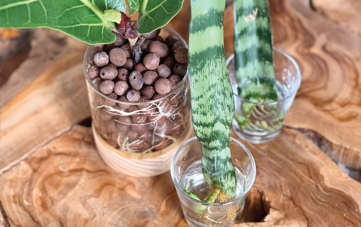 Proč květináři vždy aplikují kousky skořice na ořezy rostlin - image 2