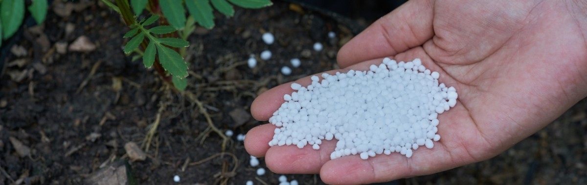 Proč odborní zahradníci přidávají do vody vápenec - image 1