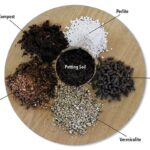 Proč všichni profesionální pěstitelé přidávají písek do květináčů