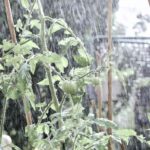 Profesionální zahradníci vás prosí: nikdy neříznete rajče během deště