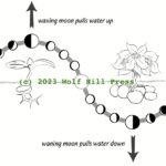 Profesionální zahradníci prozradili: nikdy nevysazujte v této lunární fázi