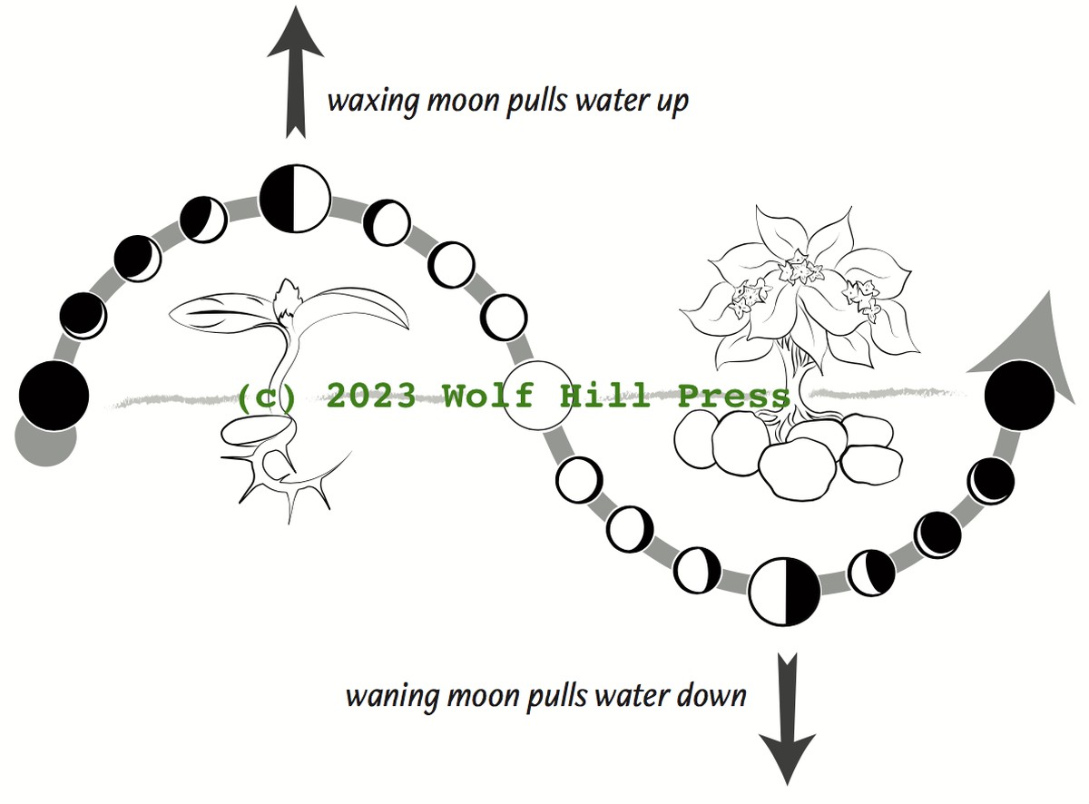 Profesionální zahradníci prozradili: nikdy nevysazujte v této lunární fázi