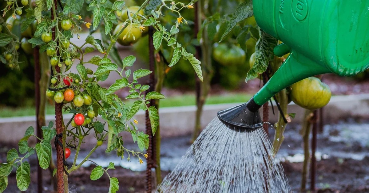 Profesionální zahradníci vás prosí: nikdy neříznete rajče během deště - image 1