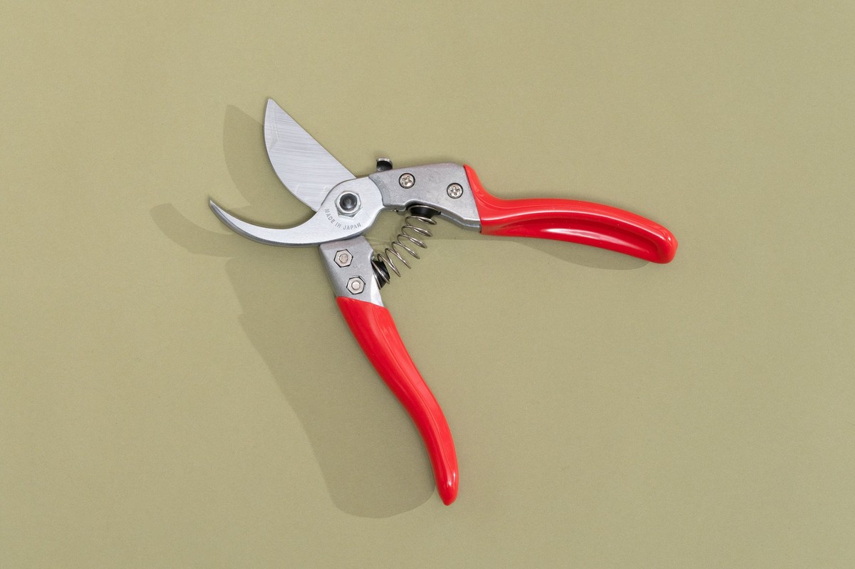 Profesionální zahradníci vás prosí: nikdy neříznete rajče během deště - image 2