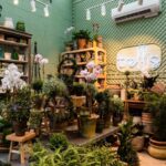 Školitel květin radí: nikdy nekoupejte kvetoucí květinu v obchodě