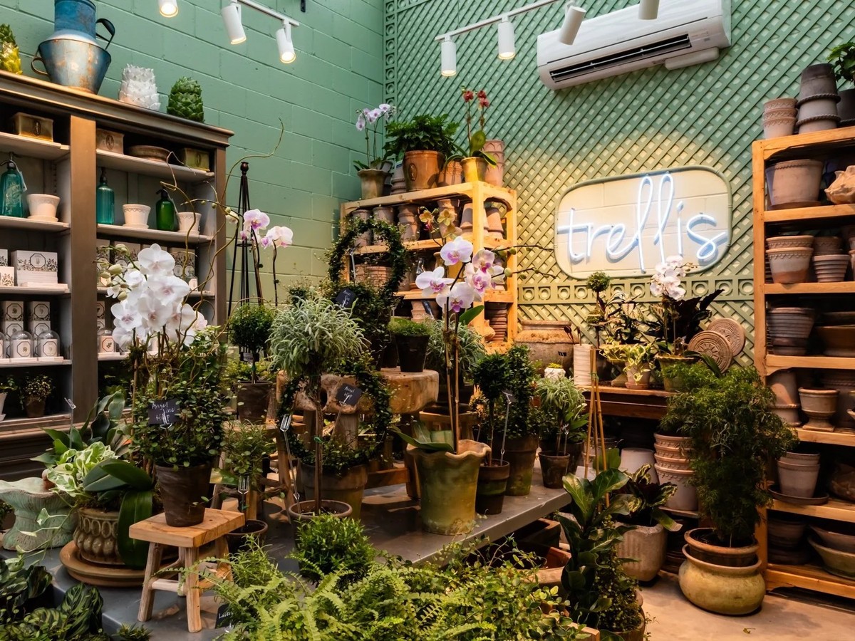 Školitel květin radí: nikdy nekoupejte kvetoucí květinu v obchodě