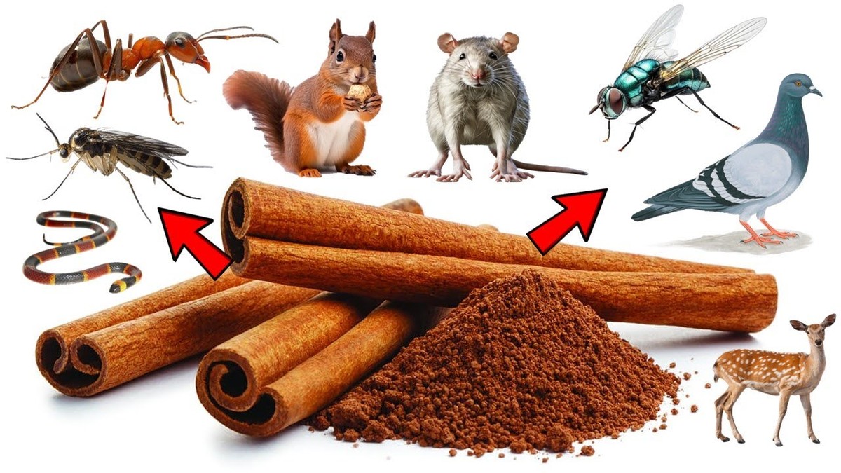 Skořice na parapetu: levná zbraň proti mouchám, kterou zahradníci skrývají - image 1