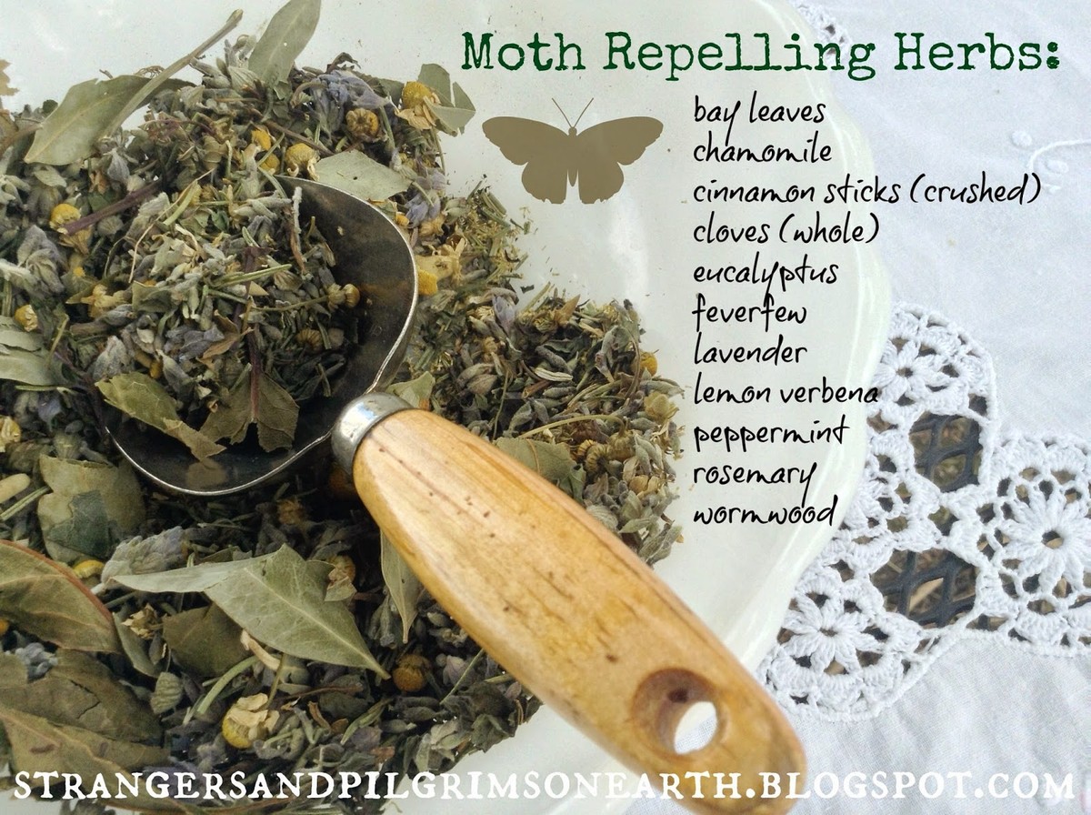 Skořice na půdě proti molům: starobylý trik, který funguje lépe než chemie - image 2