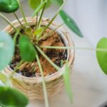 Skořice na rostlinách jednou týdně zastaví každý hmyz bez chemie