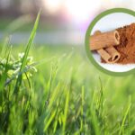 Skořice na trávníku: jak ji použít místo drahých chemikálií