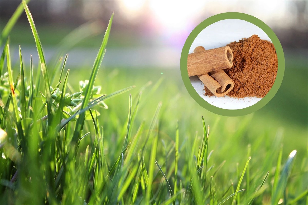 Skořice na trávníku: jak ji použít místo drahých chemikálií