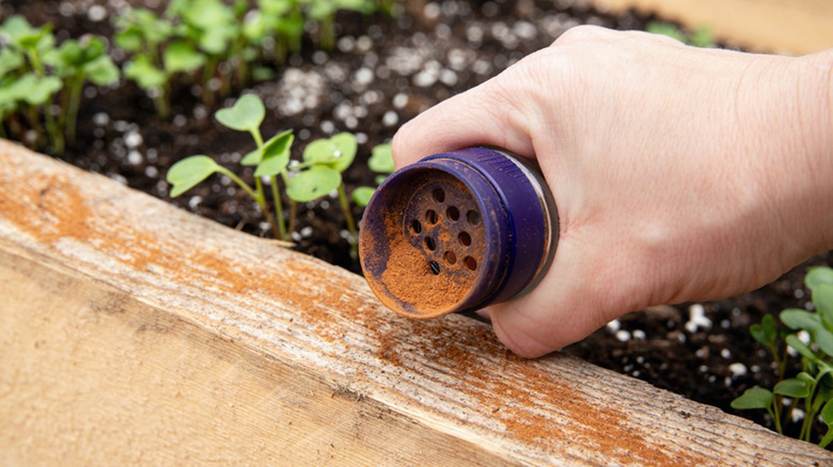Skořice na trávníku: jak ji použít místo drahých chemikálií - image 2