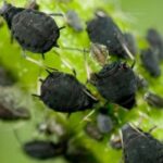 Skořice proti mšicím funguje lépe než drahé insekticidy