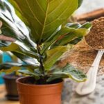 Skořice v půdě proti mouchám – jediný přírodní trik, který opravdu funguje