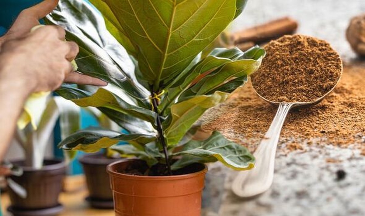 Skořice v půdě proti mouchám – jediný přírodní trik, který opravdu funguje