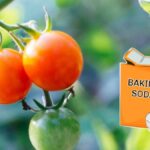 Soda bikarbona na listech rajčat: Trik, který převrátí váš урожай