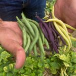 Soda před osázením: proč ji zahradníci sypou kolem fazolí