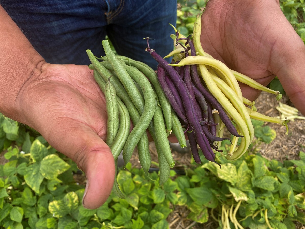 Soda před osázením: proč ji zahradníci sypou kolem fazolí