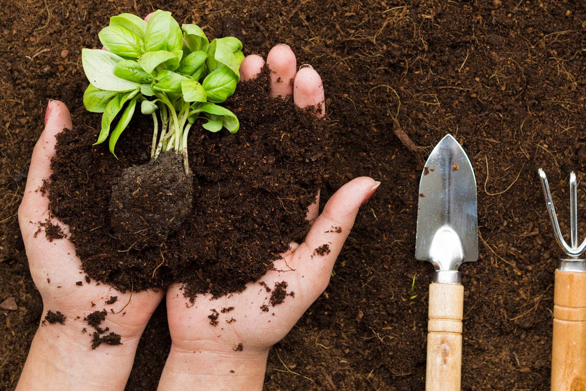 Soda před osázením: proč ji zahradníci sypou kolem fazolí - image 2