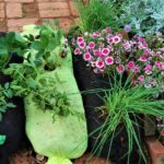 Staré ponožky jako květináče: jednoduchý trik pro úsporu až 40 procent