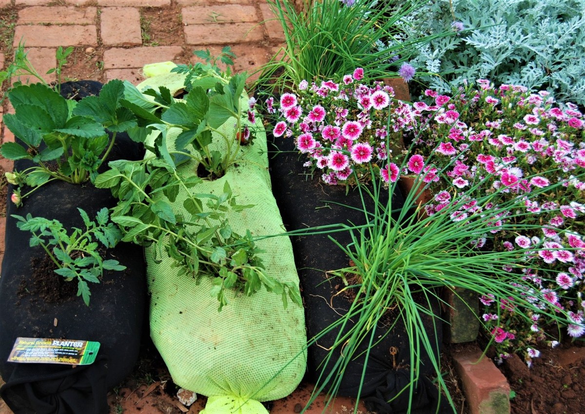 Staré ponožky jako květináče: jednoduchý trik pro úsporu až 40 procent