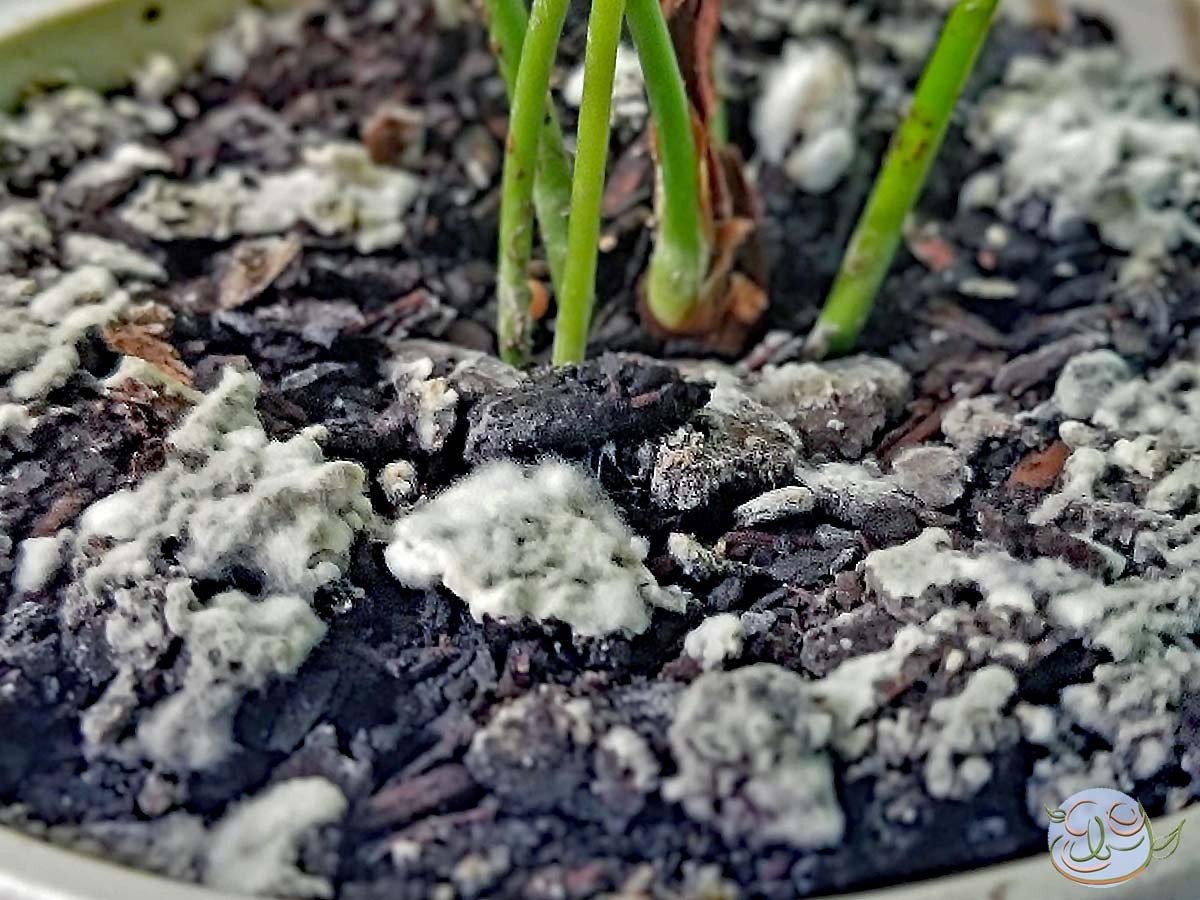 Starý hadrák a sirka: tradiční trik proti plísním v květináči - image 1