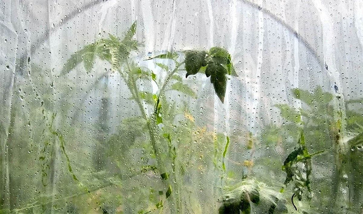 Starý ponožka naplněná křídou: přírodní odvlhčovač pro skleník - image 2