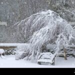 Starý sníh z mrazáku na záhon: selhání nebo geniální řešení?