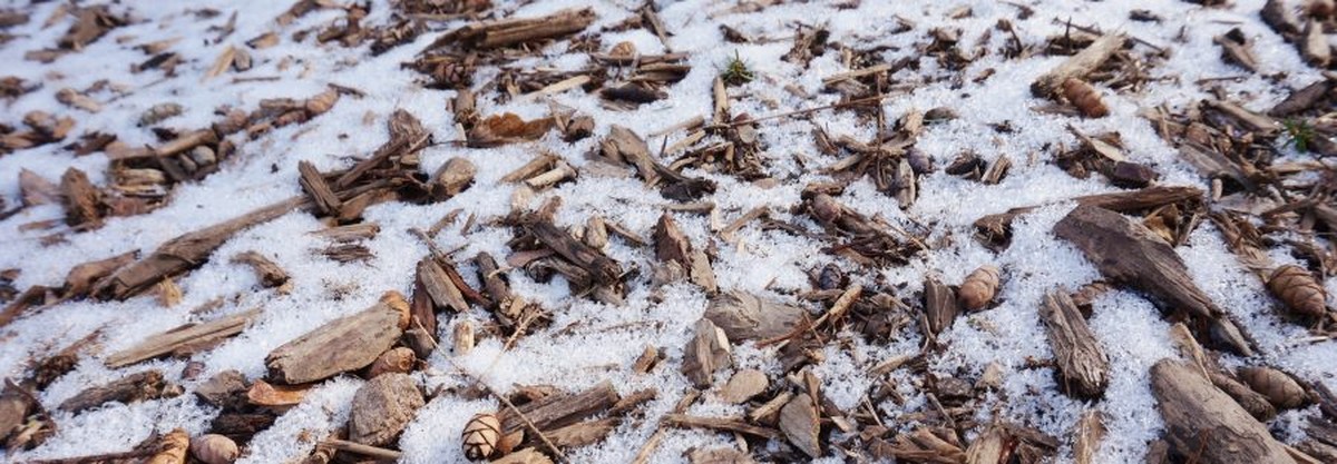 Starý sníh z mrazáku na záhon: selhání nebo geniální řešení? - image 2