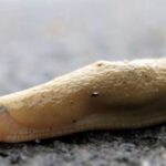 Sůl a ocet na slimáky: proč se to osvědčuje lépe než pesticidy