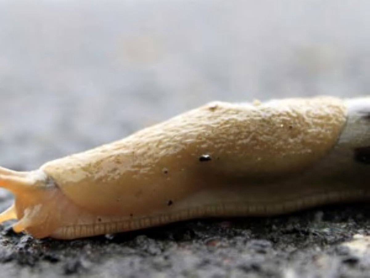 Sůl a ocet na slimáky: proč se to osvědčuje lépe než pesticidy
