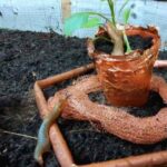 Sůl na slimáky versus měď: která metoda opravdu funguje v chladných nocích