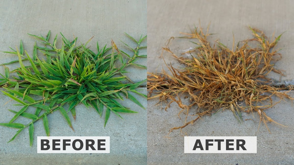 Уксус на грядках работает лучше химии - проверено поколениями - image 1