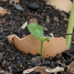 Vaječné skořápky rozdrcené do země: co se v půdě stane za 14 dní