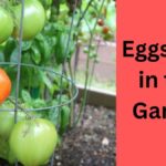 Vaječné skořápky jako levný substrát pro rajčata - nový život v půdě