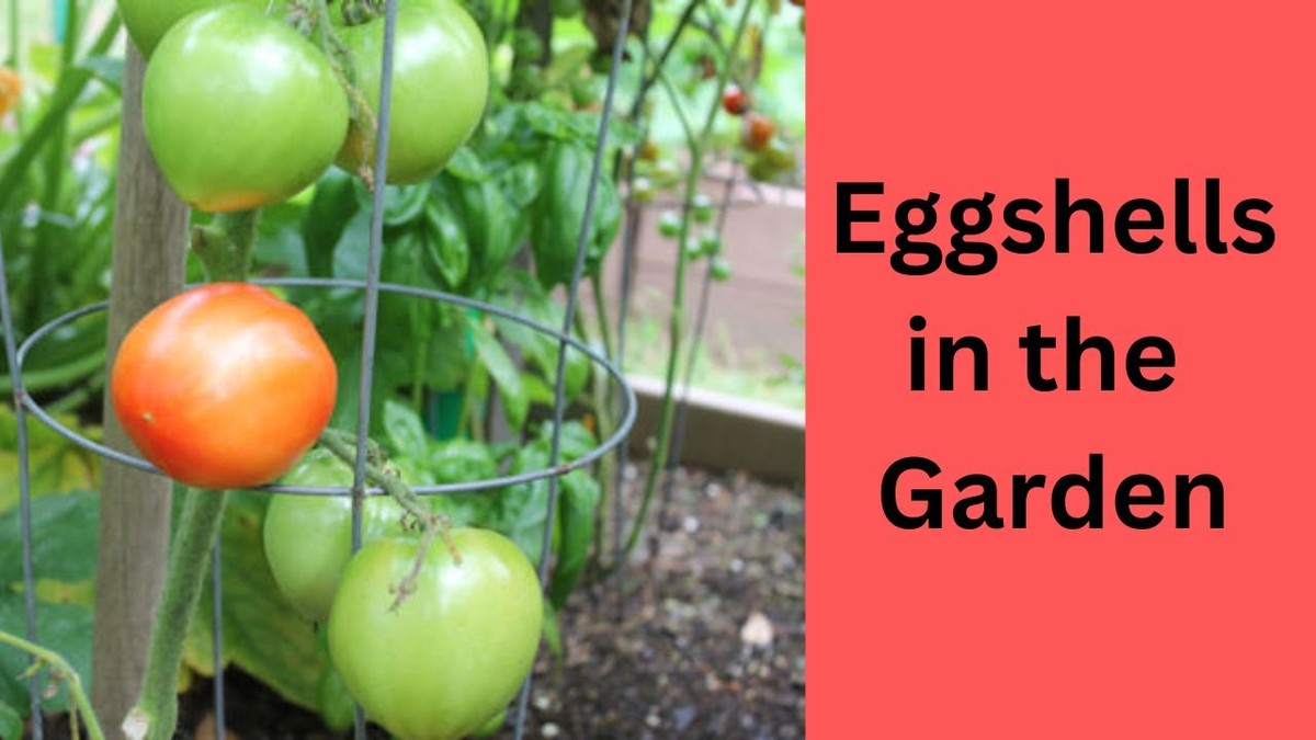 Vaječné skořápky jako levný substrát pro rajčata - nový život v půdě