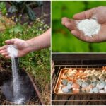 Vaječné skupiny do půdy: co všichni zahrádkáři vědí, ale neříkají